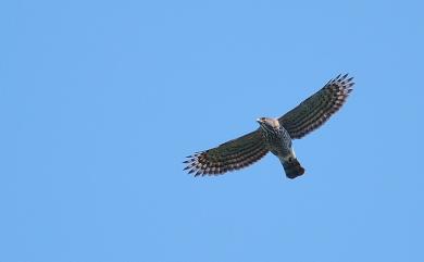 Accipiter trivirgatus formosae Mayr, 1949 鳳頭蒼鷹(台灣特有亞種)