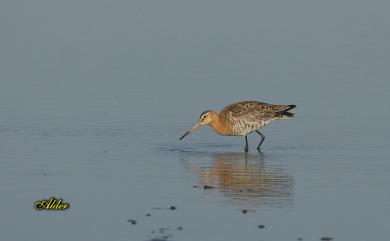 Limosa limosa melanuroides 黑尾鷸