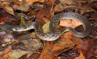 Plagiopholis styani Boulenger, 1899 福建頸斑蛇