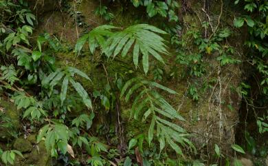 Leptochilus nigrescens 薄葉擬茀蕨