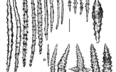 Sarcophyton serenei Tixier-Durivault, 1958 明確肉質軟珊瑚