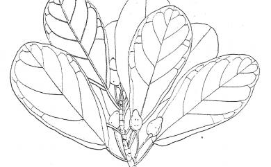 Ficus pedunculosa var. pedunculosa 蔓榕