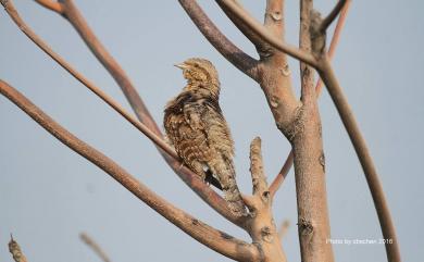 Jynx torquilla chinensis 地啄木