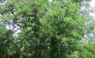 Leucaena leucocephala (Lam.) de Wit 銀合歡
