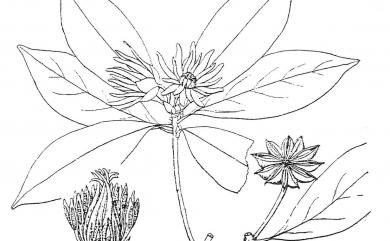 Illicium anisatum L. 白花八角