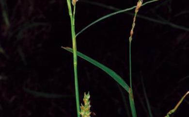Carex tristachya var. pocilliformis 抱鱗宿柱薹
