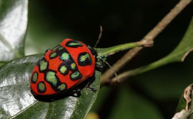 Poecilocoris druraei (Linnaeus, 1771) 桑盾蝽