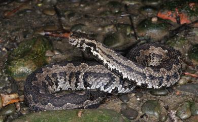 Trimeresurus gracilis Oshima, 1920 菊池氏龜殼花