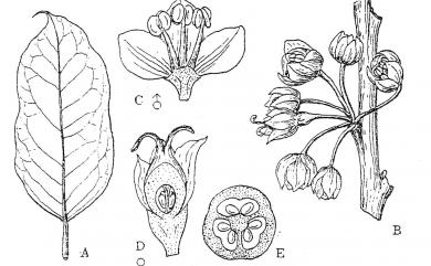 Phyllanthus multiflorus 多花油柑