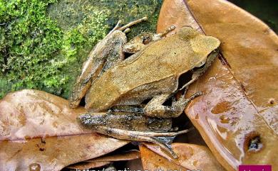 Rana longicrus Stejneger, 1898 長腳赤蛙