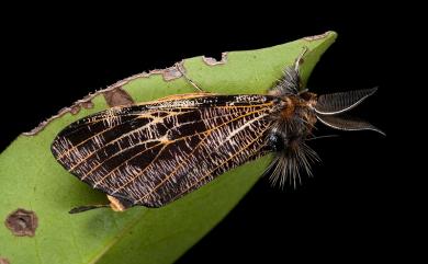 Locharna strigipennis Moore, 1879