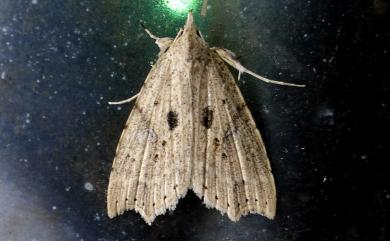 Olulis puncticinctalis Walker, 1863 點斑羽脛裳蛾