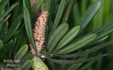 Podocarpus costalis C.Presl 蘭嶼羅漢松