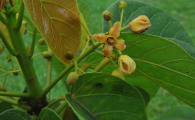 Sterculia ceramica 蘭嶼蘋婆