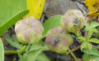 Ipomoea pes-caprae subsp. brasiliensis (L.) Ooststr. 馬鞍藤