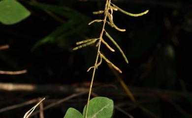 Desmodium diffusum 散花山螞蝗