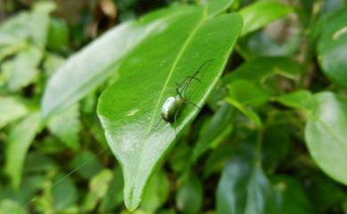 Leucauge argentina (Hasselt, 1882) 雪銀腹蛛