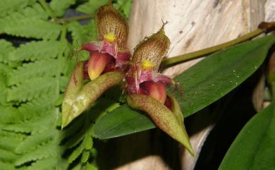 Bulbophyllum pingtungense S.S.Ying & S.C.Chen 大花豆蘭