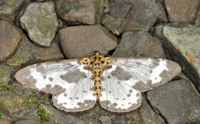 Percnia longitermen Prout, 1914 長緣星尺蛾