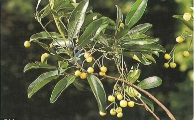 Acronychia pedunculata (L.) Miq. 降真香