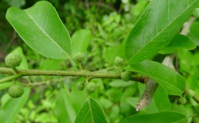 Maclura cochinchinensis 柘樹