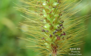 Setaria pallidefusca 褐毛狗尾草