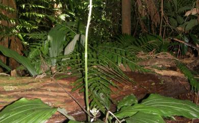 Calanthe sylvatica (Thouars) Lindl. 長距根節蘭