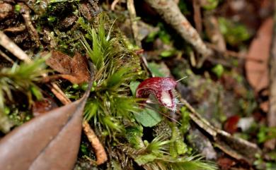 Corybas taiwanensis 紅盔蘭
