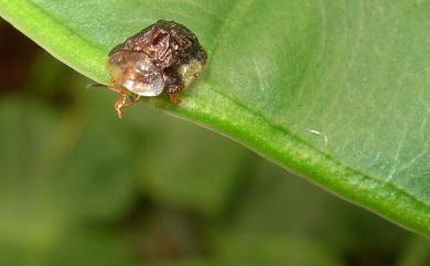 Cassida vespertina (Boheman, 1862) 小窗龜金花蟲