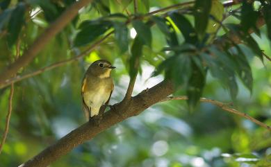 Tarsiger cyanurus cyanurus (Pallas, 1773) 藍尾鴝