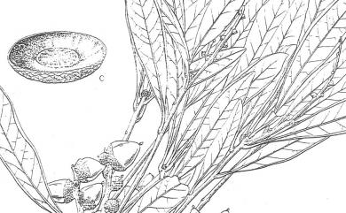 Lithocarpus dodonaeifolius (Hayata) Hayata 柳葉石櫟