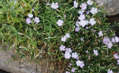 Dianthus longicalyx 長萼瞿麥