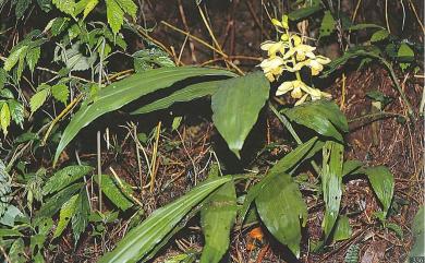 Calanthe tricarinata Lindl. 三板根節蘭