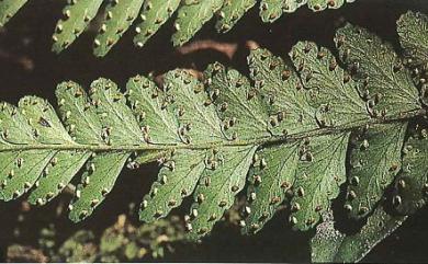 Microlepia obtusiloba 團羽鱗蓋蕨