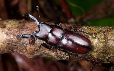 Prosopocoilus formosanus (Miwa, 1929) 雙鉤鋸鍬形蟲