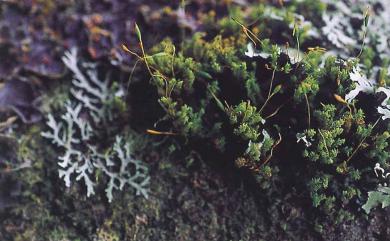 Zygodon viridissimus (Dicks.) Brid., 1826 綠色變齒苔