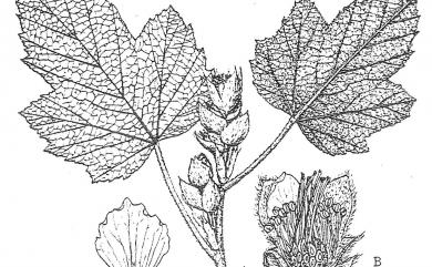 Rubus formosensis Kuntze 臺灣懸鉤子