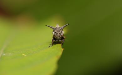 Telingana formosana (Matsumura, 1912) 臺灣弧角蟬