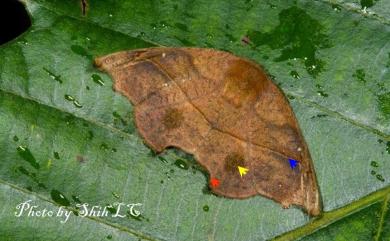 Neoreta purpureofascia (Wileman, 1911) 後凹角鉤蛾