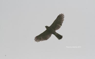 Accipiter trivirgatus formosae Mayr, 1949 鳳頭蒼鷹(台灣特有亞種)