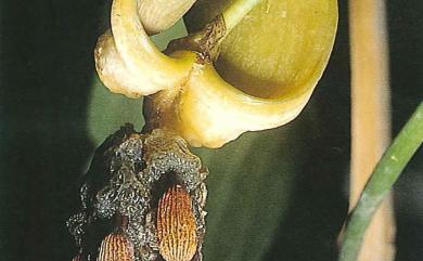 Stemona tuberosa Lour. 百部