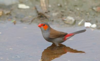 Estrilda melpoda (Vieillot, 1817) 橙頰梅花雀