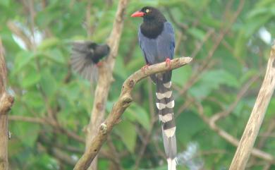 Urocissa caerulea Gould, 1863 臺灣藍鵲