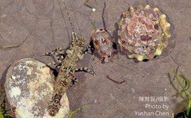 Saron marmoratus (Olivier, 1811) 花斑掃帚蝦