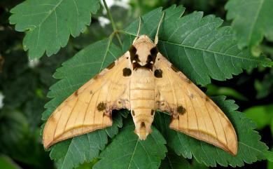 Ambulyx kuangtungensis (Mell, 1922) 廣東鷹翅天蛾