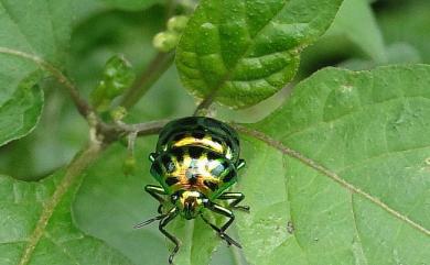 Lamprocoris lateralis (Guérin-Méneville, 1838) 紅緣亮盾蝽