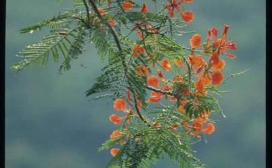 Delonix regia 鳳凰木