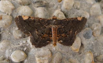 Abaciscus costimacula (Wileman, 1912)