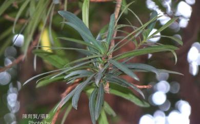 Podocarpus macrophyllus var. macrophyllus (Thunb.) Sweet 1818 大葉羅漢松