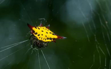 Gasteracantha sauteri Dahl, 1914 梭德氏棘蛛